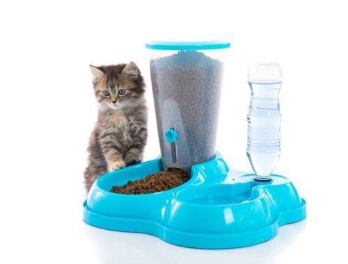 Automatic cat feeder