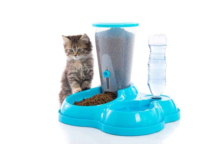 Automatic cat feeder