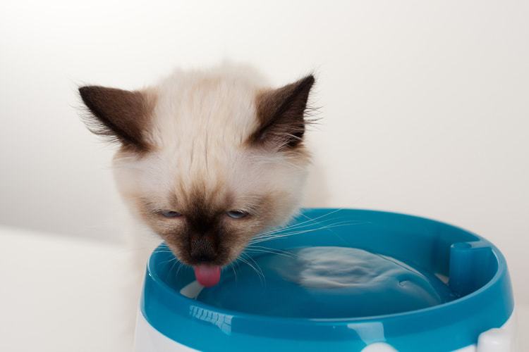 Cat drinks water from cat fountain