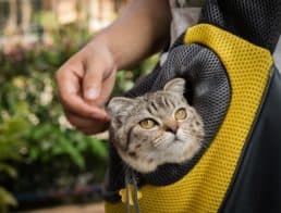 Cat in backpack traveling with an owner