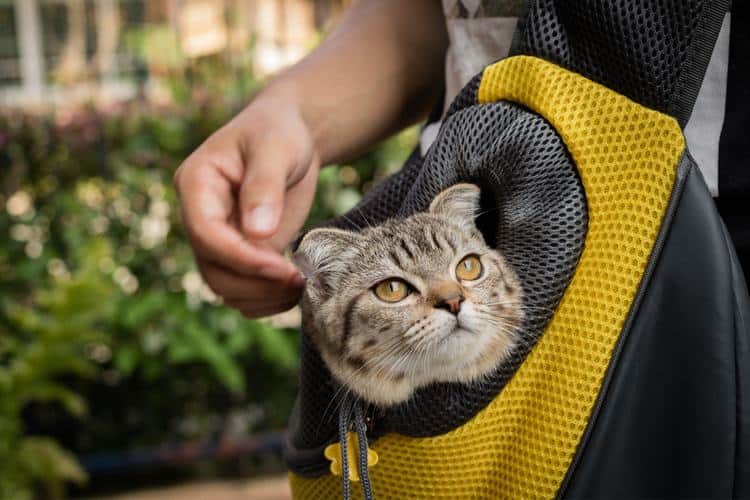 Cat in backpack traveling with an owner