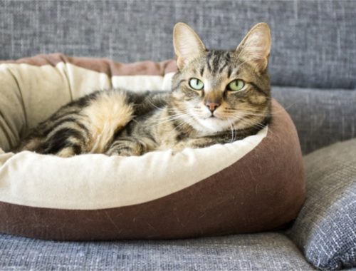 The Best Cat Beds