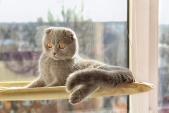 The Best Cat Window Perches & Beds