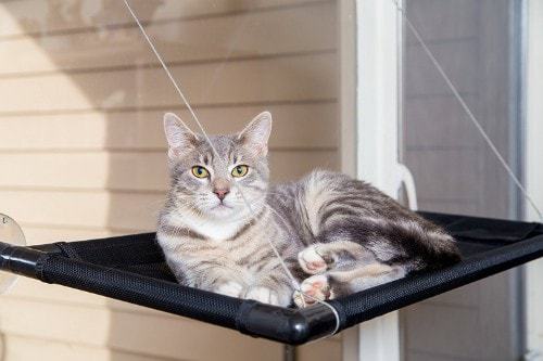 Deici Co. Window Cat Perch