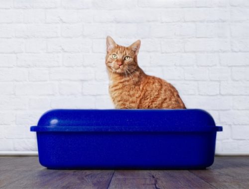 Ginger cat in blue plastic litter box