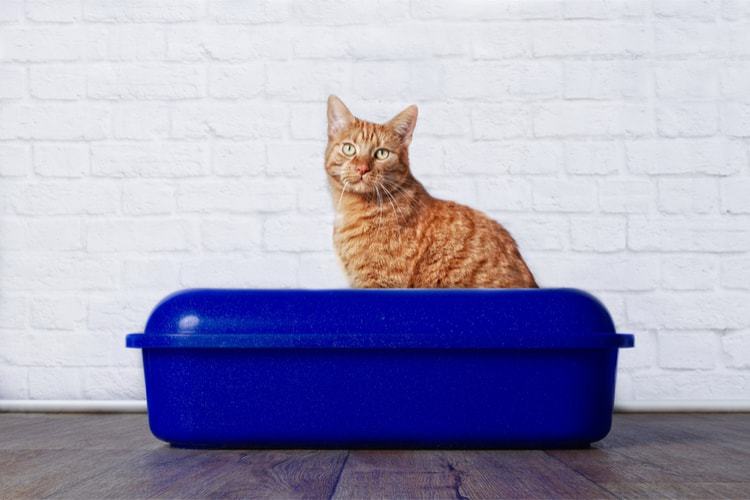 Ginger cat in blue plastic litter box