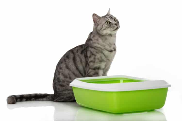 The 25 Best Sifting Litter Boxes Cat Life Daily