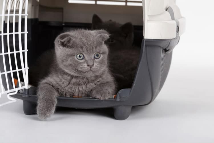 The Best Cat Carriers