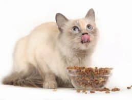The Best Cat Foods