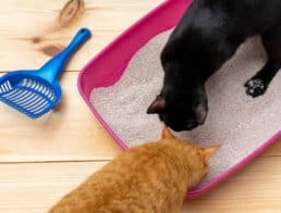 The Best Litter Boxes