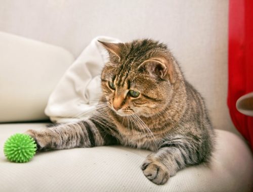 The Best Cat Chew Toys