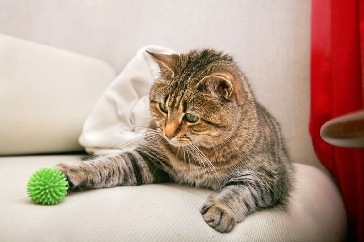 The Best Cat Chew Toys