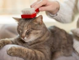 The Best Pet Hair Removers