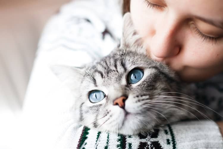 The Best Probiotics for Cats