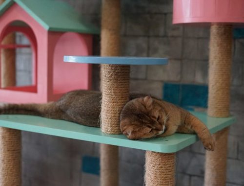 The Best Cat Playhouses