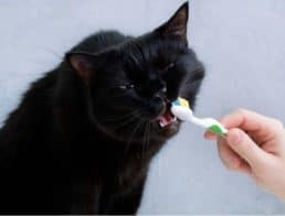 The Best Cat Toothpastes