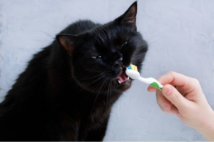 The Best Cat Toothpastes