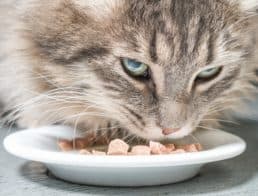 The Best Diabetic Cat Foods