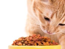 The Best Hypoallergenic Cat Foods