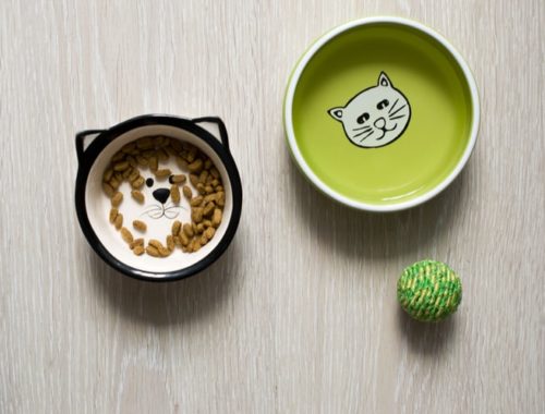 The Best Cat Bowls