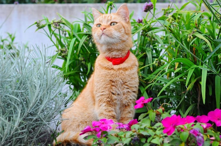 the-25-best-flea-collars-for-cats-of-2019-cat-life-daily