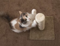 The Best Cat Scratching Posts