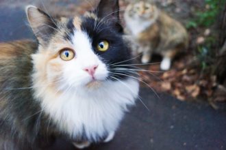 The Best Flea Treatments for Cats