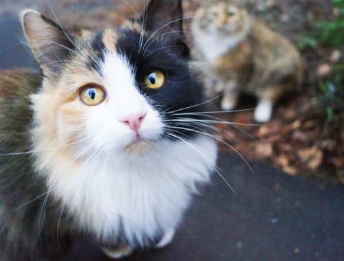 The Best Flea Treatments for Cats