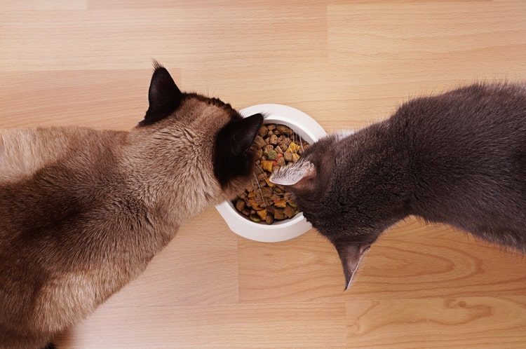 The Best Cat Foods for Indoor Cats
