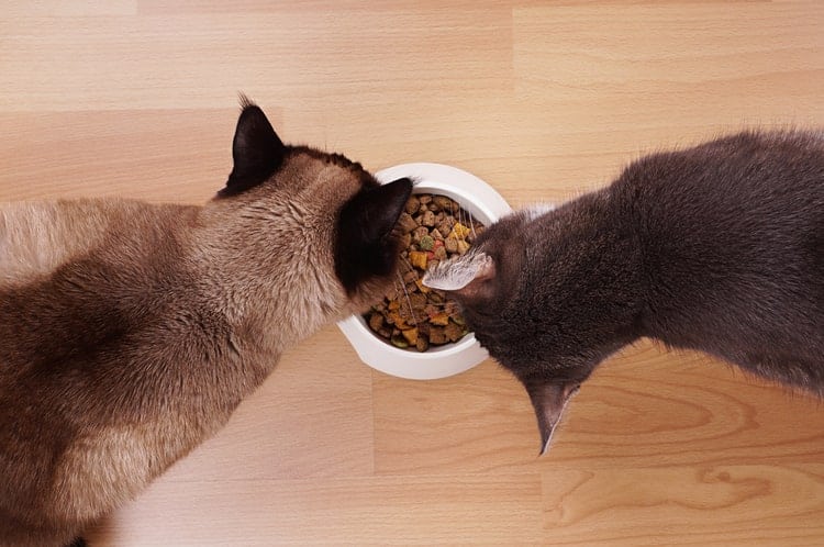 The 25 Best Cat Foods For Indoor Cats Cat Life Daily   Indoor Cat Food 