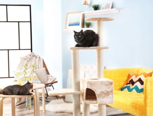 The Best Cat Trees for Large Cats