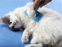 The Best Cat Hairball Remedies