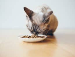 The Best Grain-Free Cat Foods