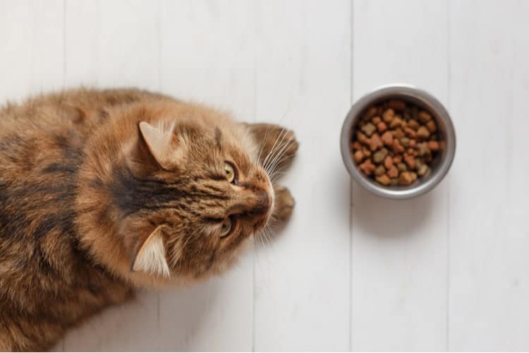 The Best Low-Carb Cat Foods