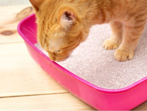 The Best Cat Litters for Odor Control