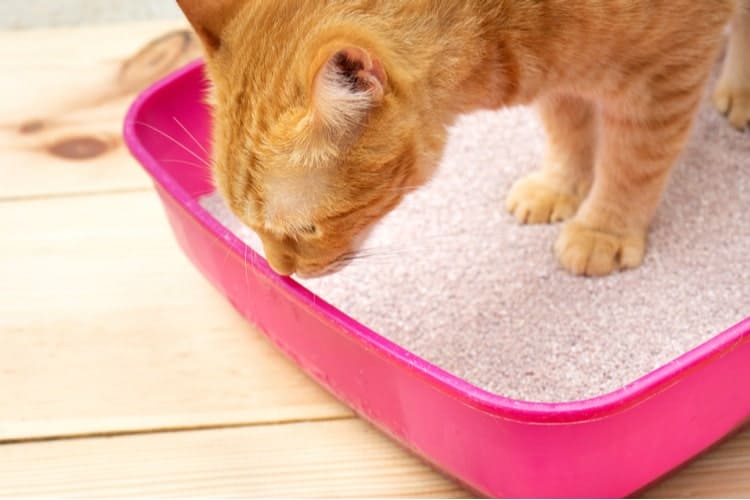 The Best Cat Litters for Odor Control