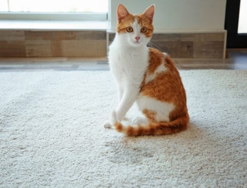 The Best Cat Urine Cleaners and Odor Removers