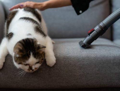 The Best Vacuums for Pet Hair