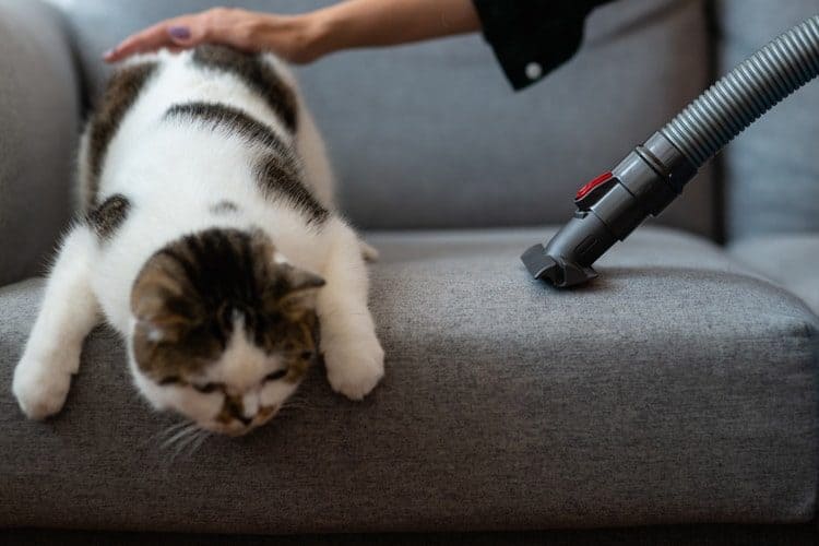 The Best Vacuums for Pet Hair