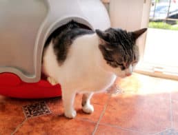 The Best Automatic Cat Litter Boxes