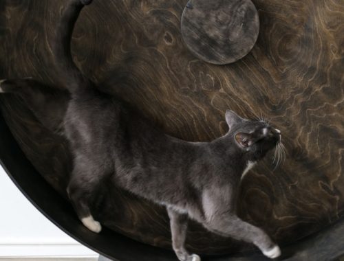 The Best Cat Exercise Wheels