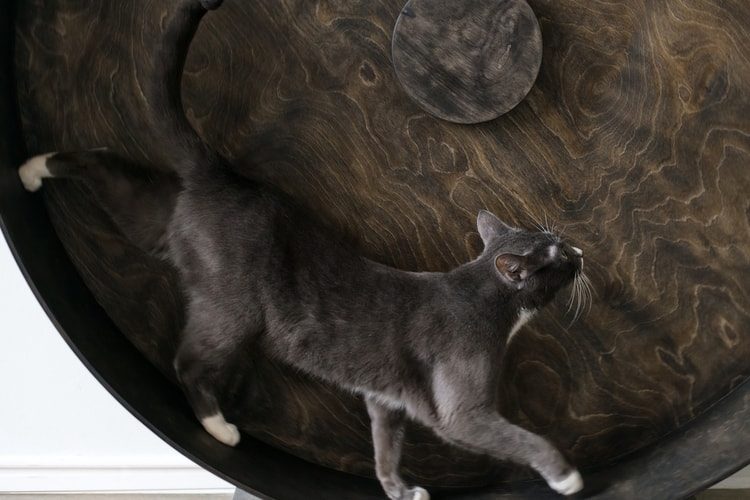 The Best Cat Exercise Wheels