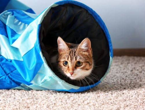 The Best Cat Tunnels