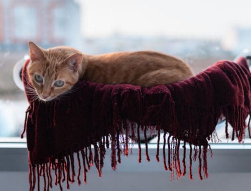 The Best Cat Window Hammocks