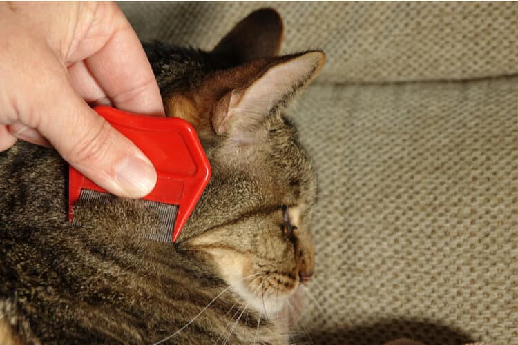 The Best Flea Combs for Cats