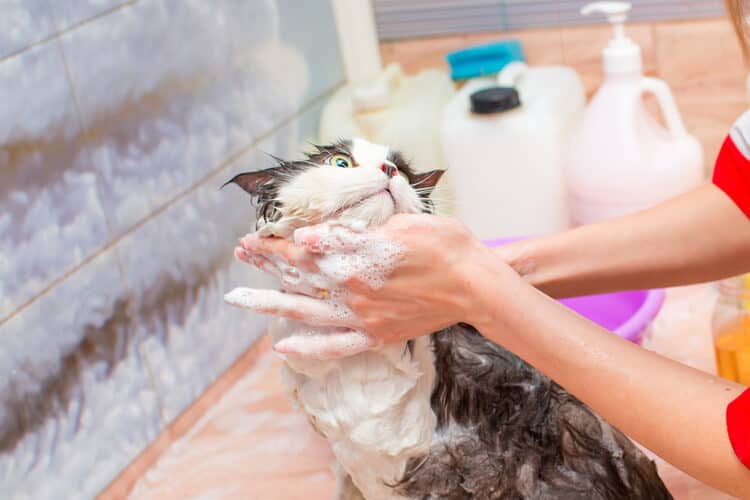 The Best Flea Shampoos for Cats