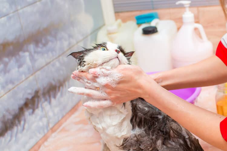 The 25 Best Flea Shampoos for Cats - Cat Life Daily