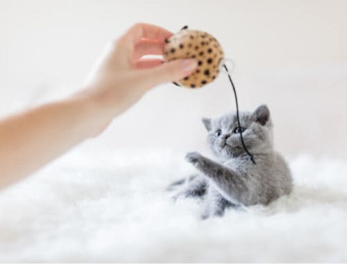 The Best Interactive Cat Toys