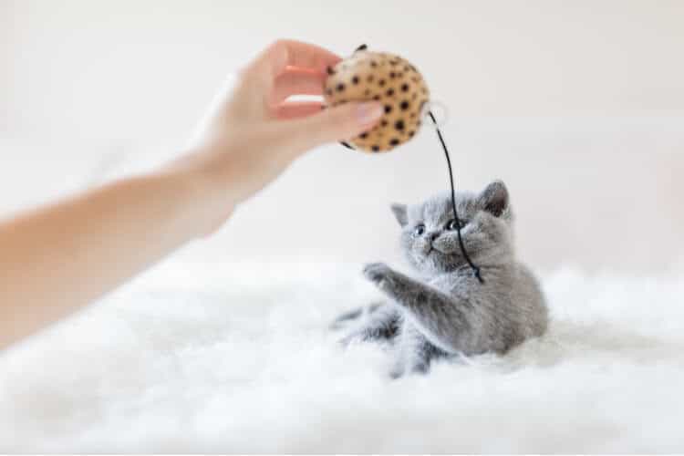 The Best Interactive Cat Toys