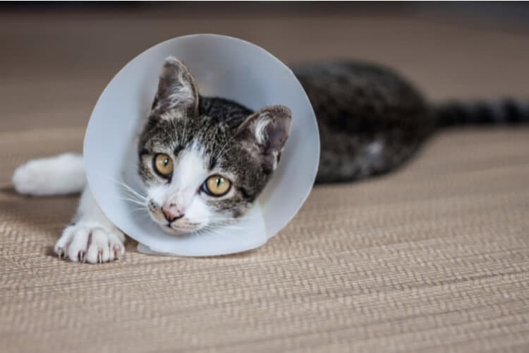 The 25 Best Cat Cone Collars Cat Life Daily